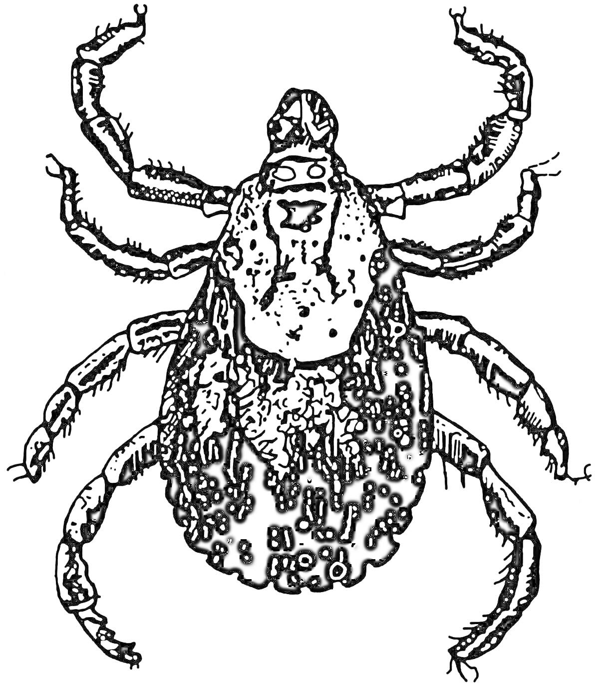 Раскраска клещ крупным планом с восемью ногами