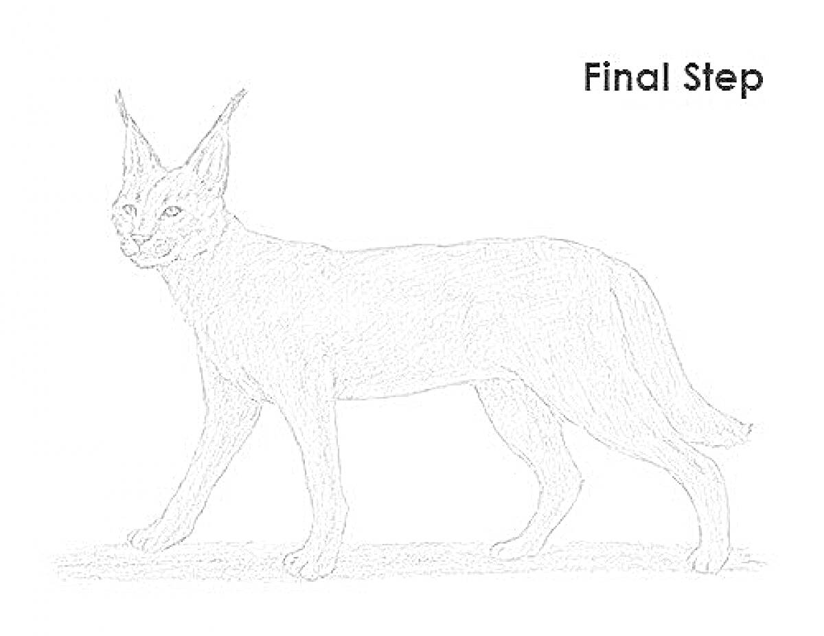 Каракал с заостренными ушами на белом фоне, надпись 
