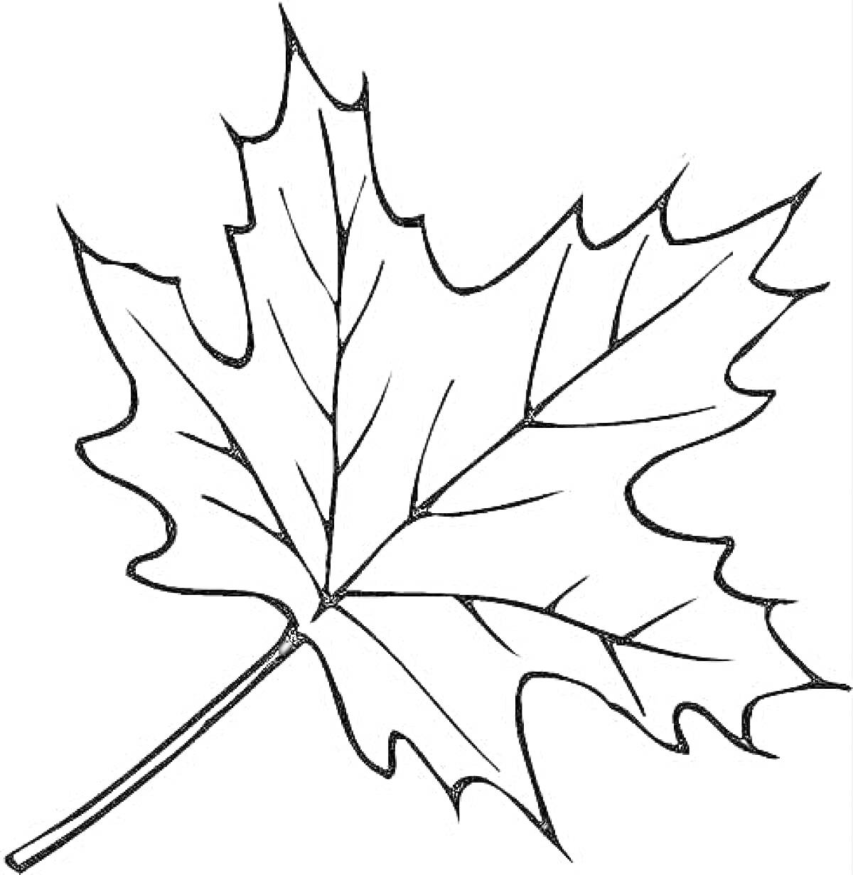 Раскраска Листья деревьев: Кленовый лист на белом фоне