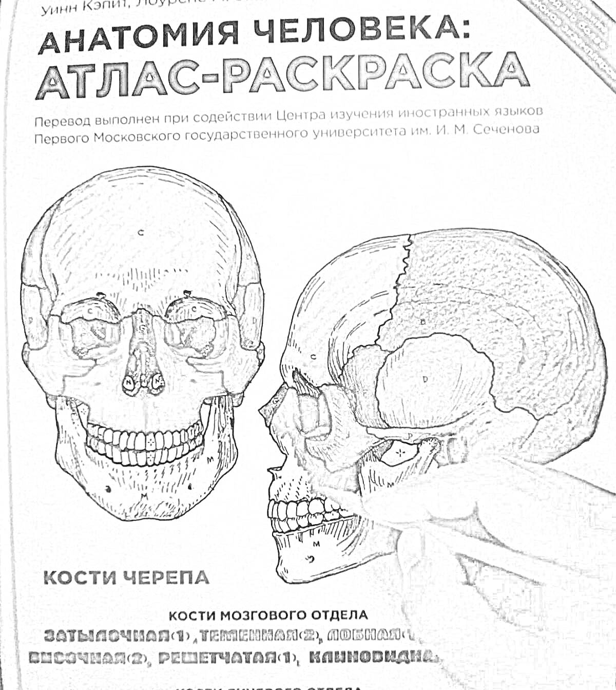 На раскраске изображено: Анатомия, Человек, Череп, Кости, Мозговой отдел, Теменная кость, Атлас