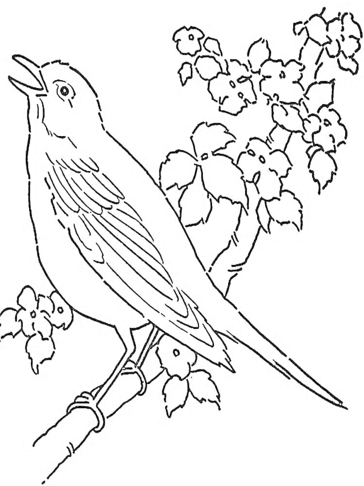 На раскраске изображено: Птица, Ветка, Цветы, Природа, Контурные рисунки
