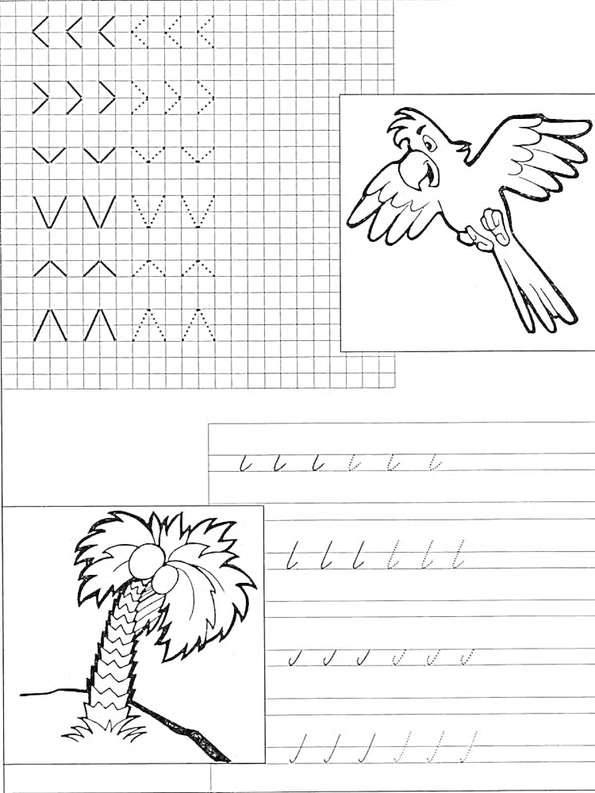 Раскраска Прописи по клеточкам и строкам с рисунками попугая и пальмы