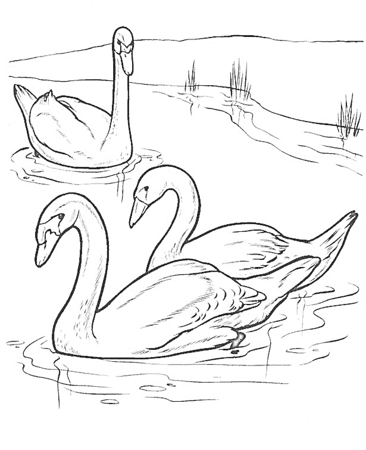 Раскраска Три лебедя на пруду с растительностью на берегу