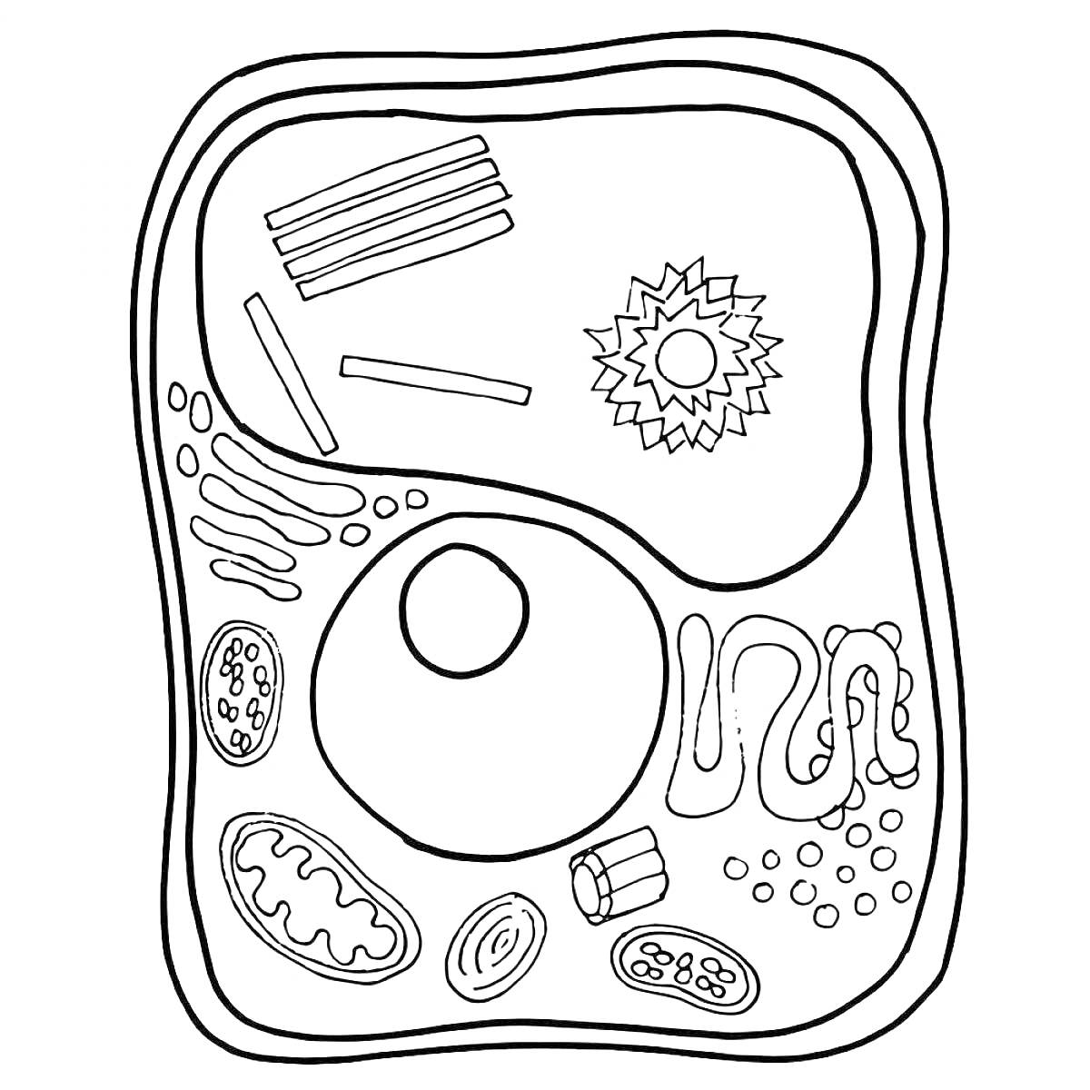 Строение клетки с обозначением всех элементов (ядро, митохондрии, рибосомы, эндоплазматическая сеть, аппарат Гольджи, лизосомы, цитоплазма, клеточная мембрана)