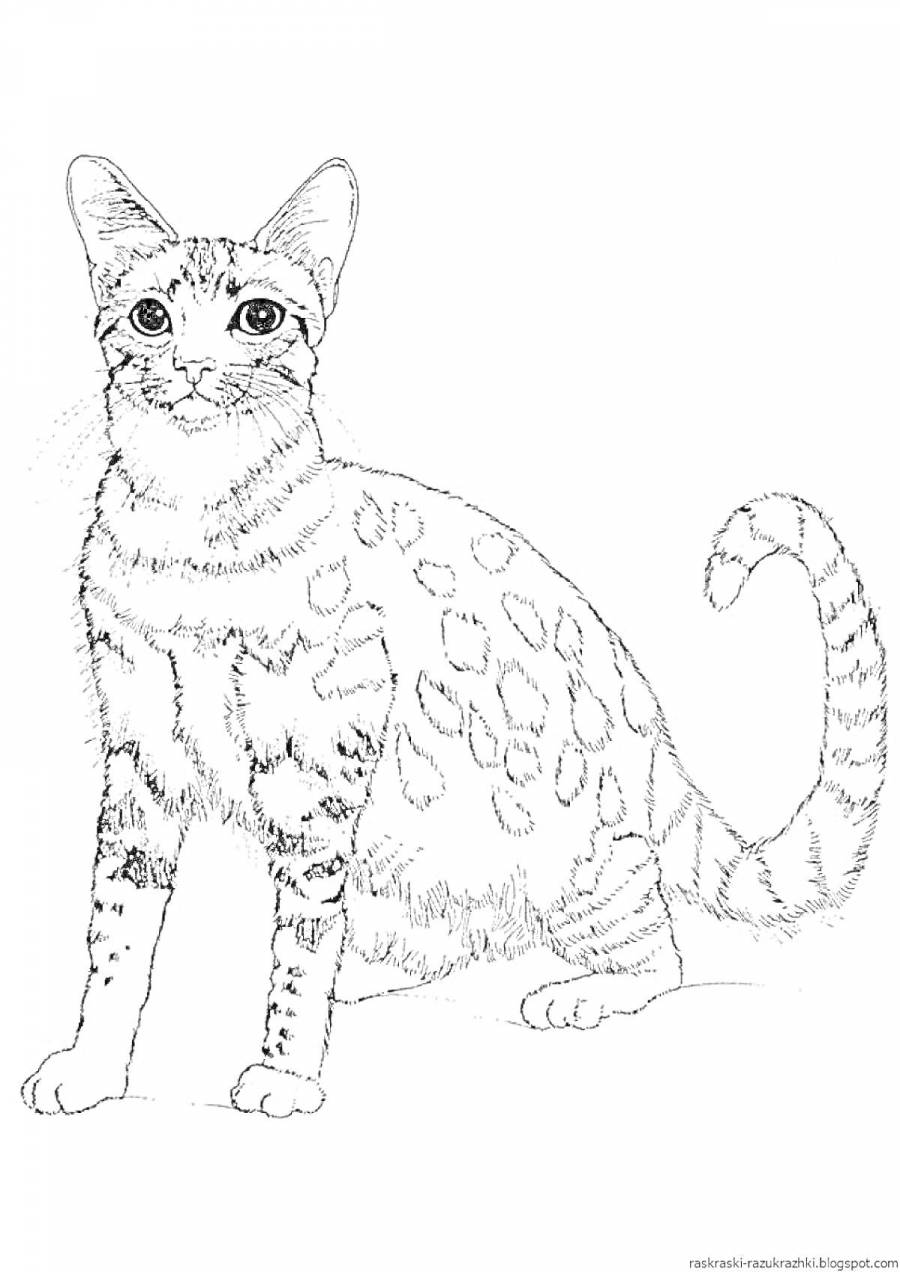 Кот сидит рисунок