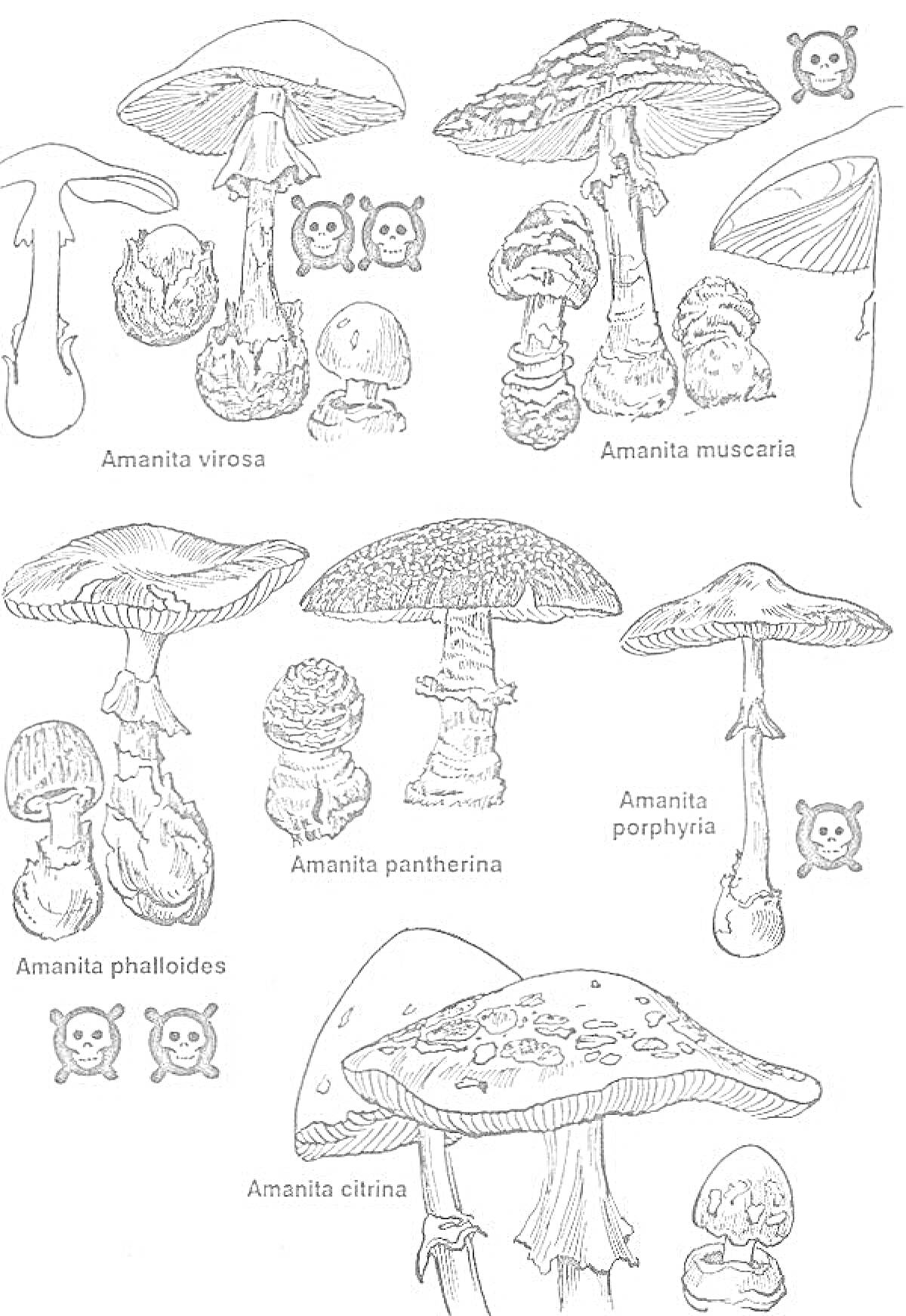 Ядовитые грибы: Amanita virosa, Amanita phalloides, Amanita muscaria, Amanita pantherina, Amanita porphyria, Amanita citrina