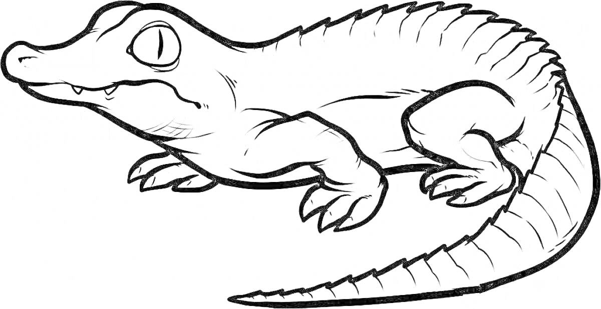 Раскраска Крокодильчик с крупными лапами и длинным хвостом