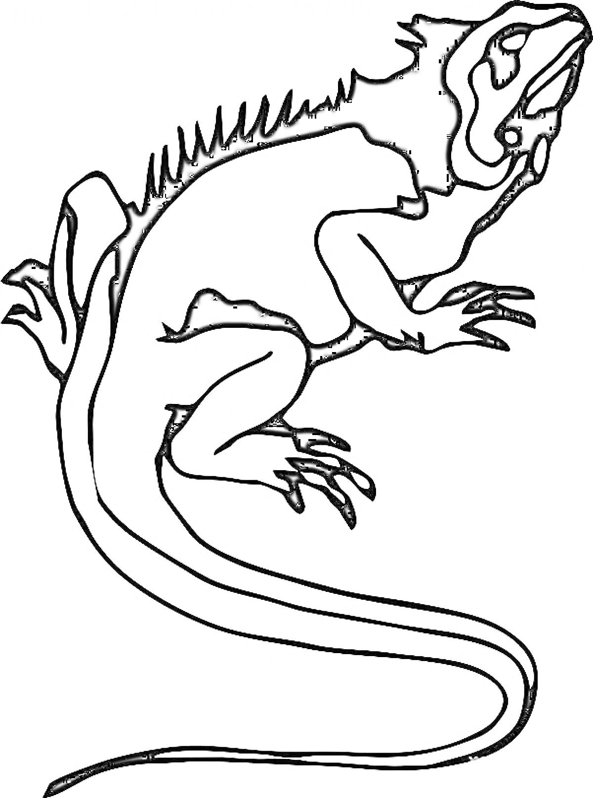 Раскраска Ящерица с длинным хвостом и шипами на спине, рисунок черно-белый контур