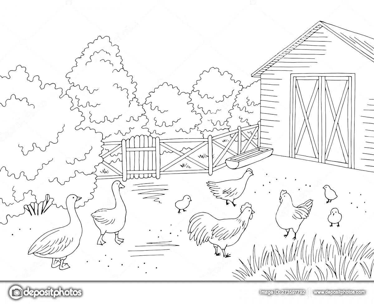 На раскраске изображено: Гуси, Цыплята, Сарай, Забор, Кусты, Деревья, Двор