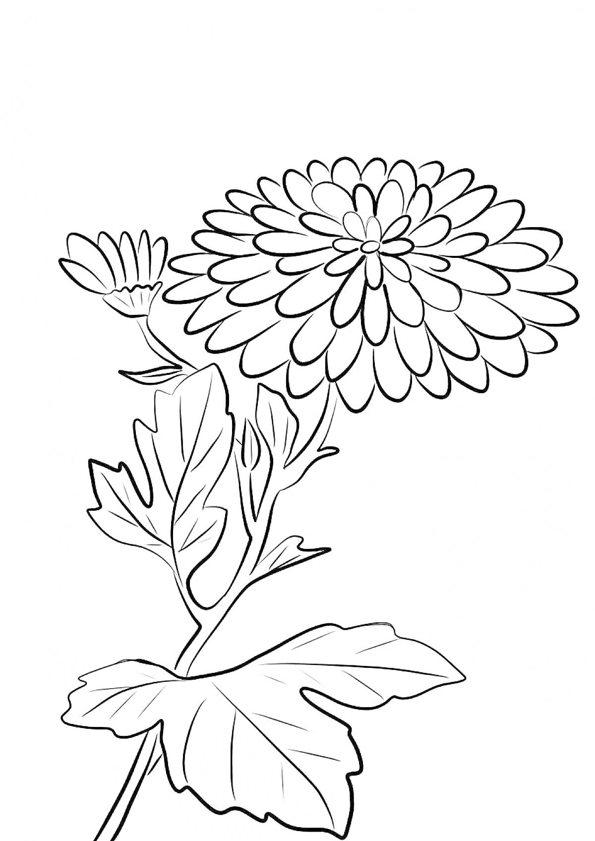 Раскраска Раскраска хризантема с цветком, бутоном и листьями