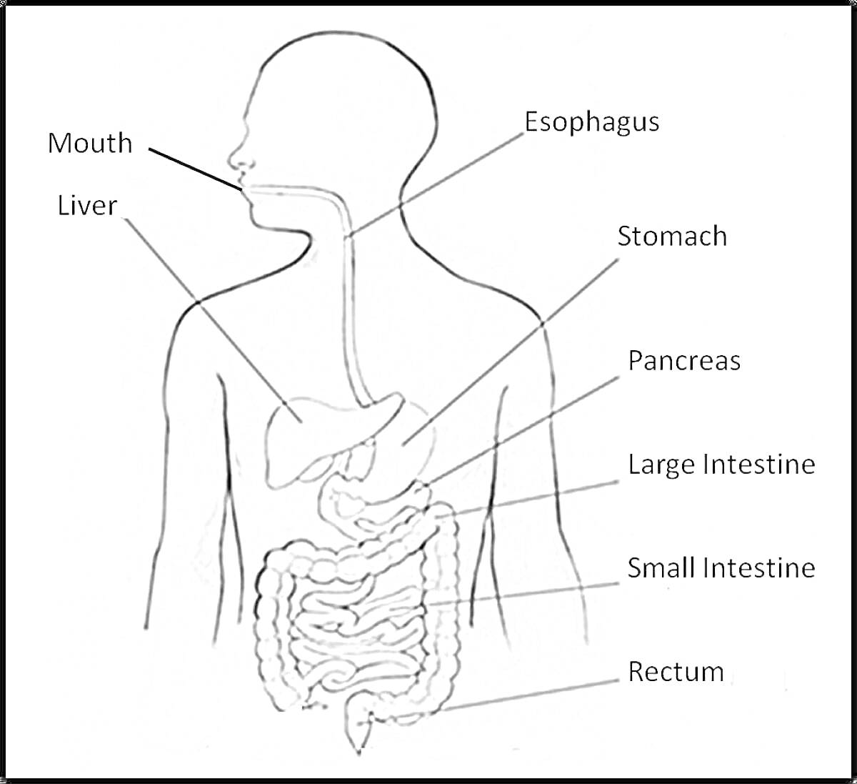 Пищеварительная система человека (рот, печень, пищевод, желудок, поджелудочная железа, толстая кишка, тонкая кишка, прямая кишка)