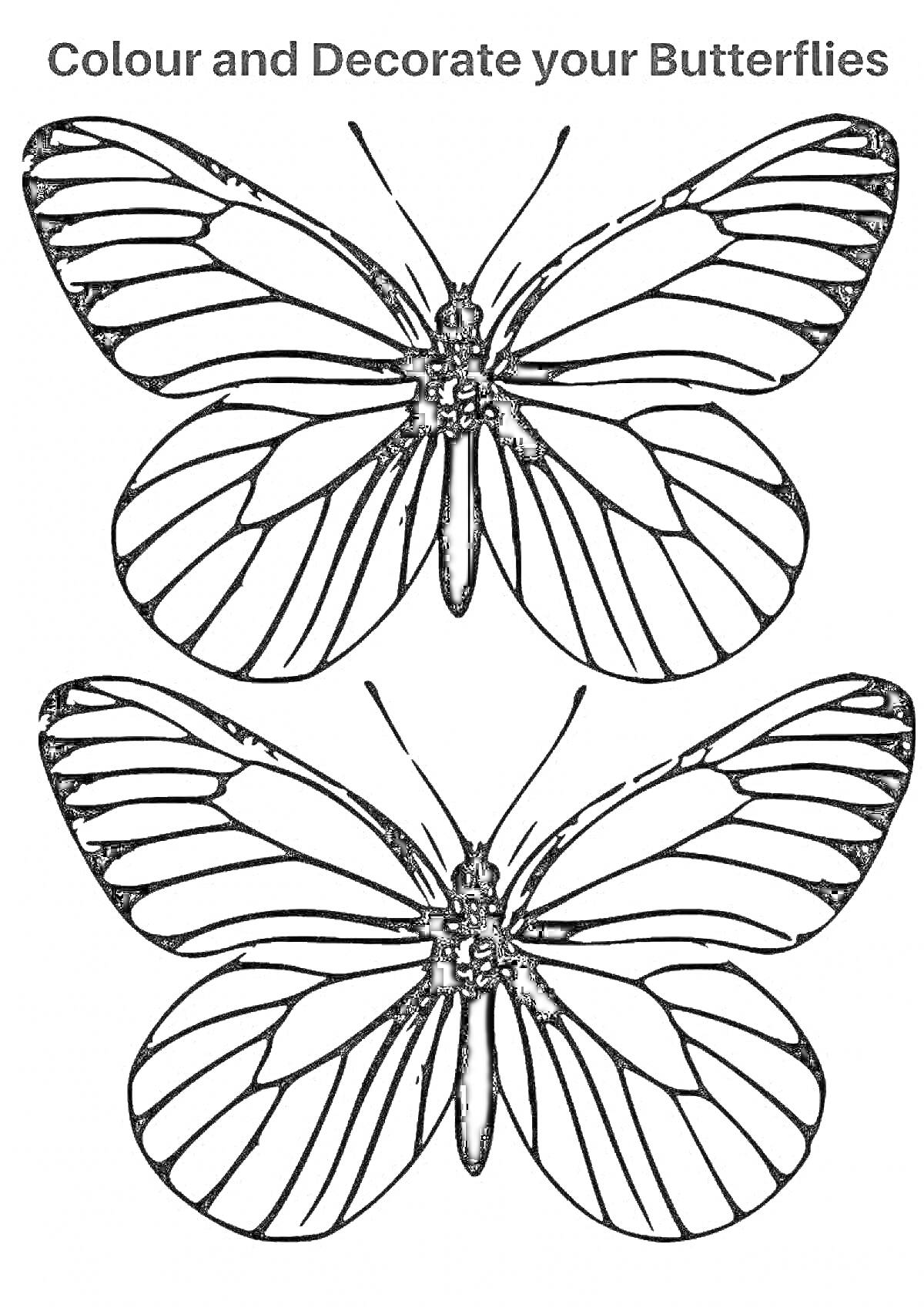 Раскраска Две бабочки для раскрашивания