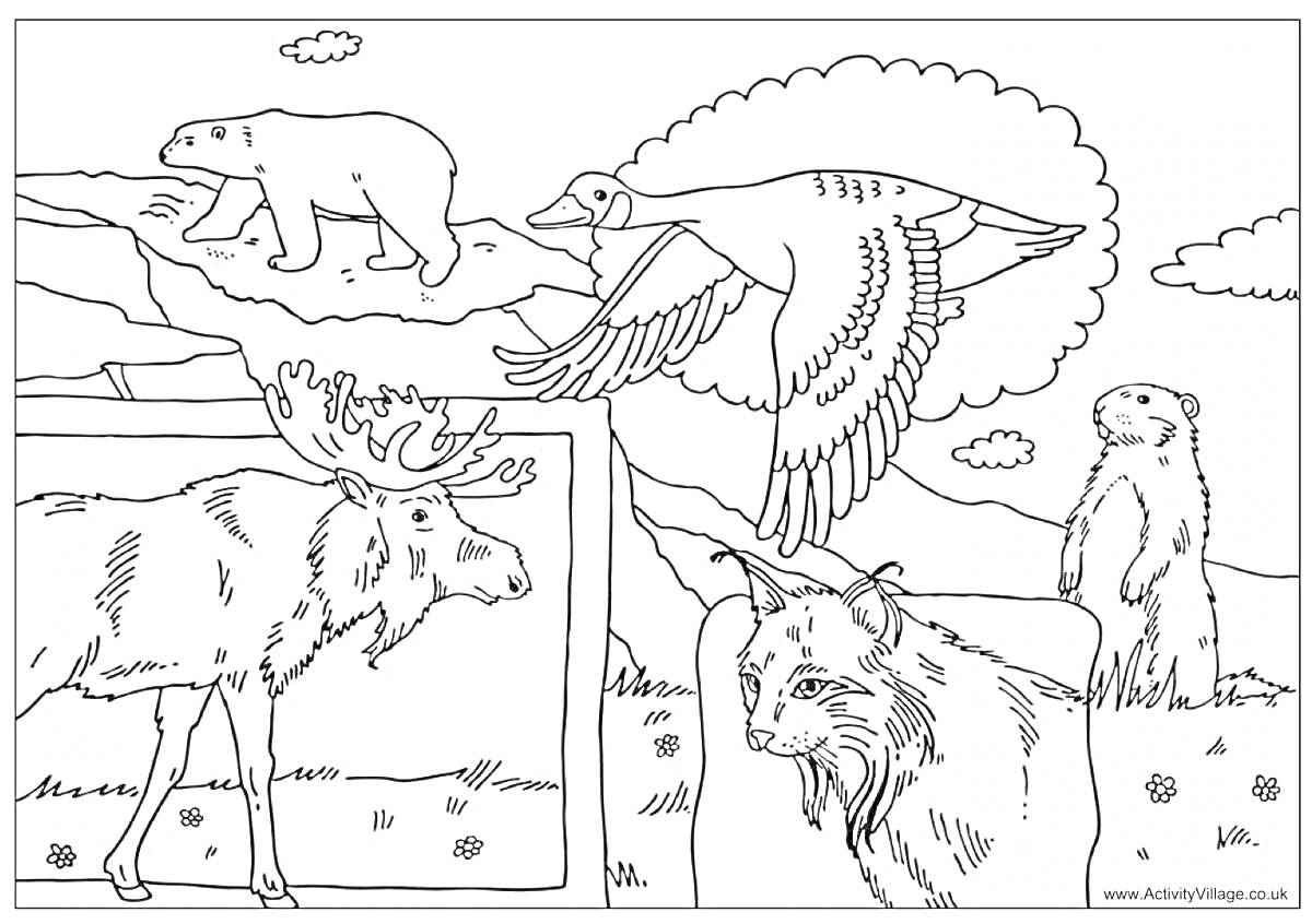 На раскраске изображено: Белый медведь, Лось, Рысь, Сурок, Север, Природа, Животные, Подготовительная группа