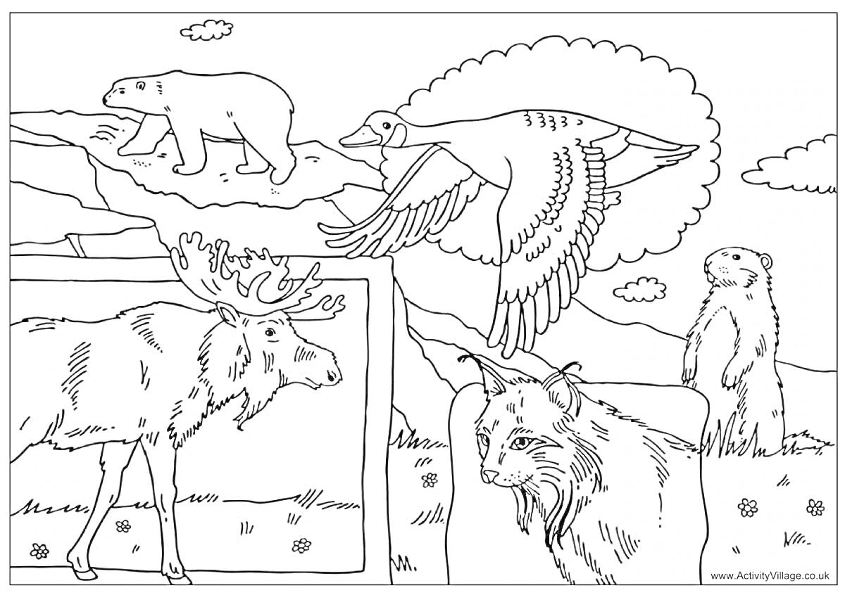 Раскраска Белый медведь, гусь, лось, рысь, сурок на фоне северного пейзажа