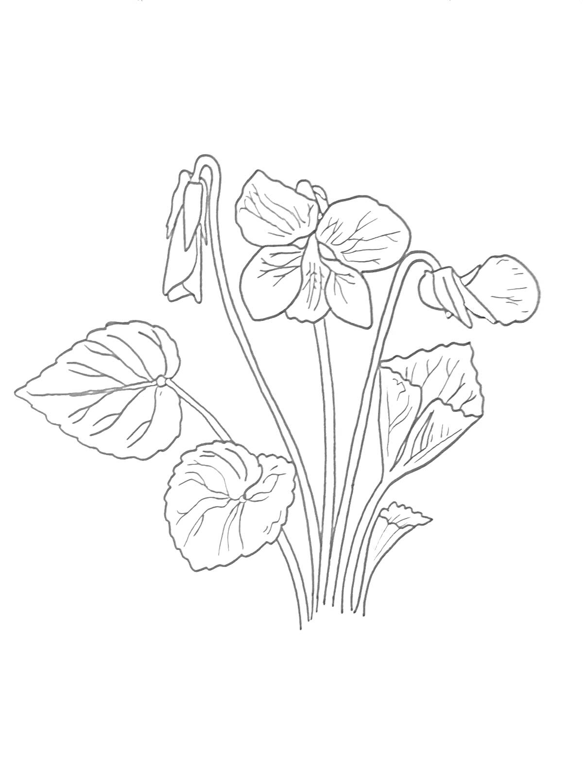 На раскраске изображено: Фиалка, Цветы, Листья, Ботаника, Контурные рисунки