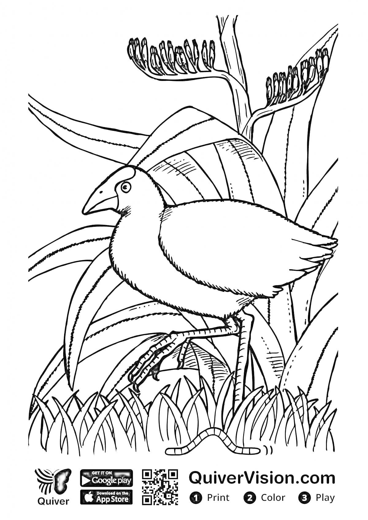 На раскраске изображено: Quiver, Птица, Растительность, Сороконожка, Природа, Трава, Листья, QR-код