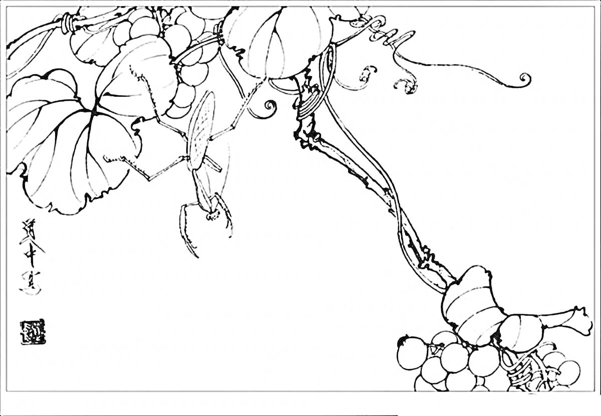 Раскраска Насекомое и виноградная лоза с листьями и плодами винограда.