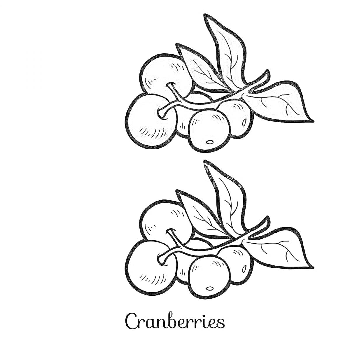 Раскраска Клюква с листьями (две группы ягод)