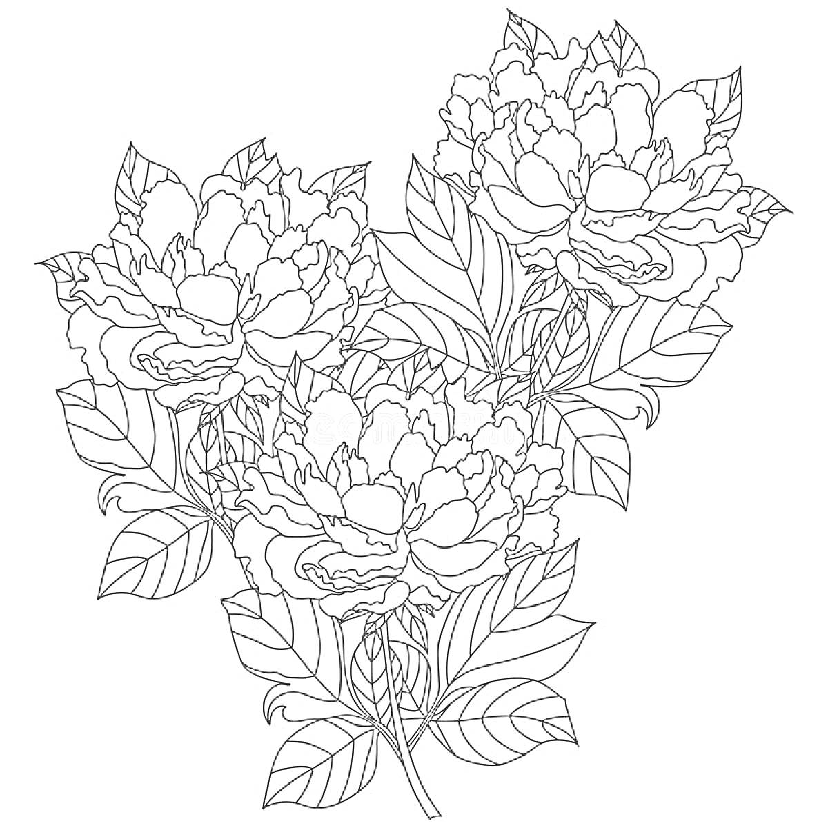 Раскраска с тремя пионами и листьями