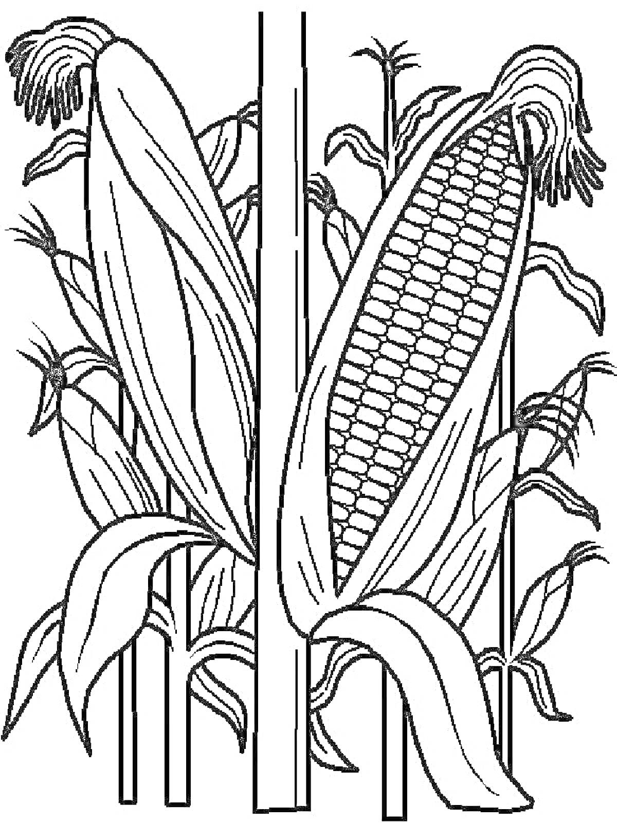 На раскраске изображено: Кукуруза, Листья, Стебель, Сельское хозяйство