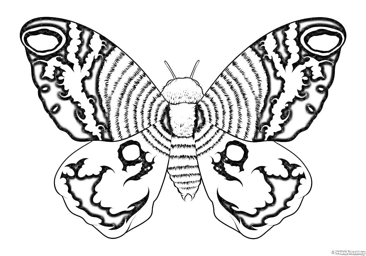 Раскраска Бабочка Мотра с детализированными крыльями и телом