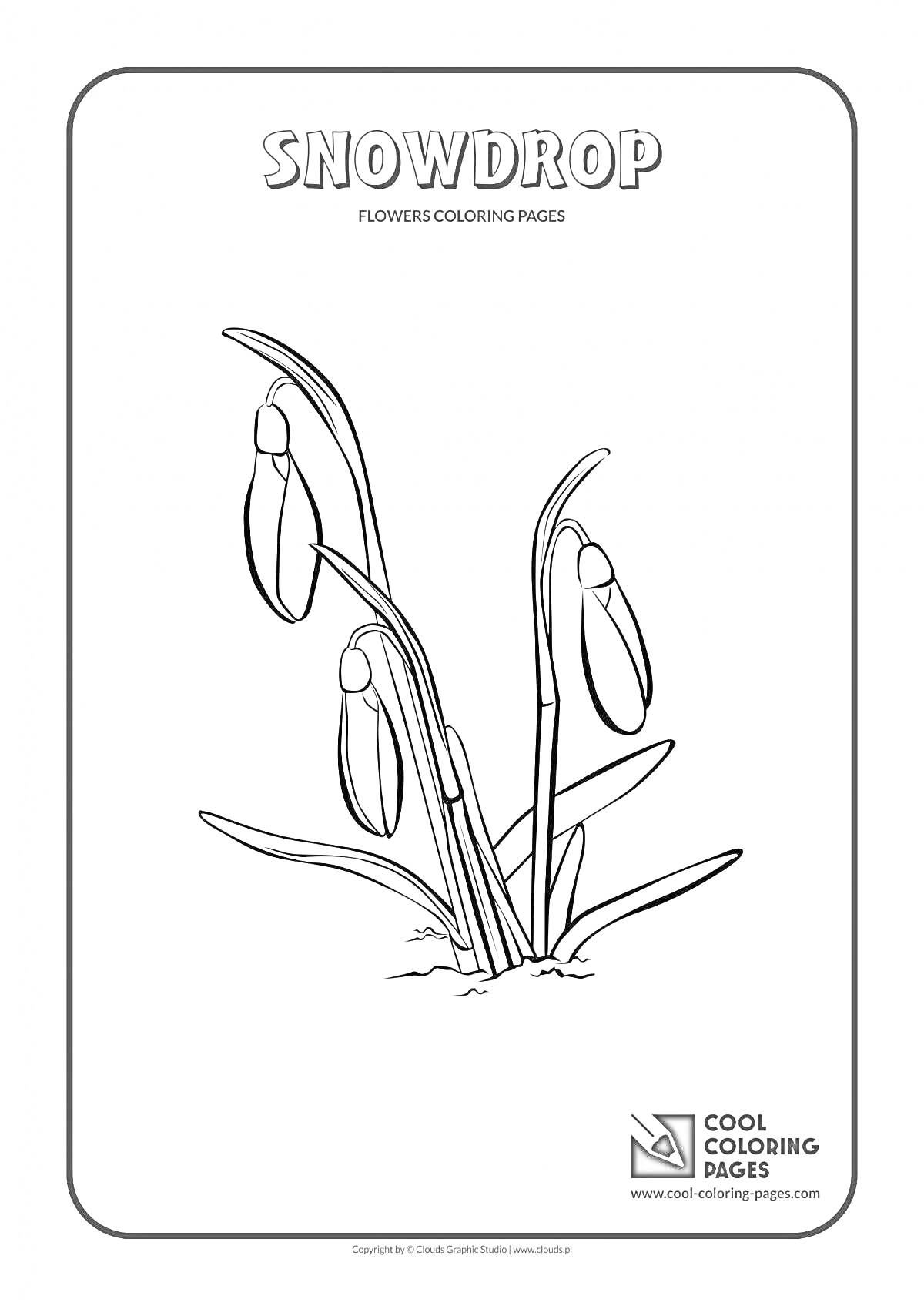 Раскраска Подснежник широколистный – цветы на стебле, листья, основа, надпись Snowdrop, логотип Cool Coloring Pages