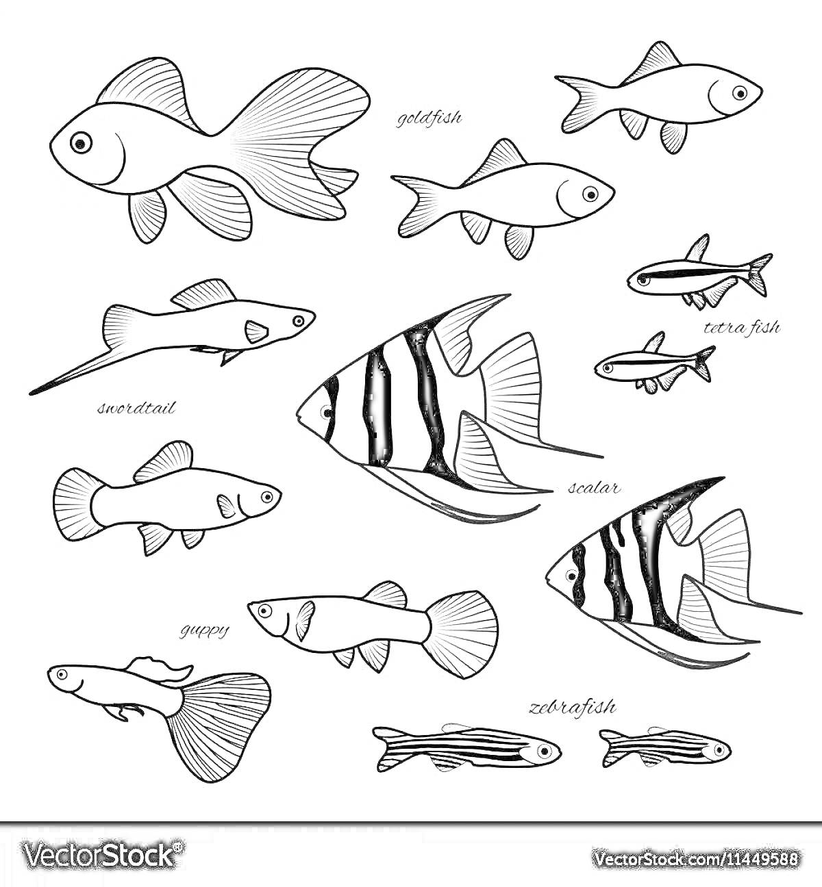 На раскраске изображено: Аквариумные рыбки, Золотая рыбка, Гуппи, Подводный мир