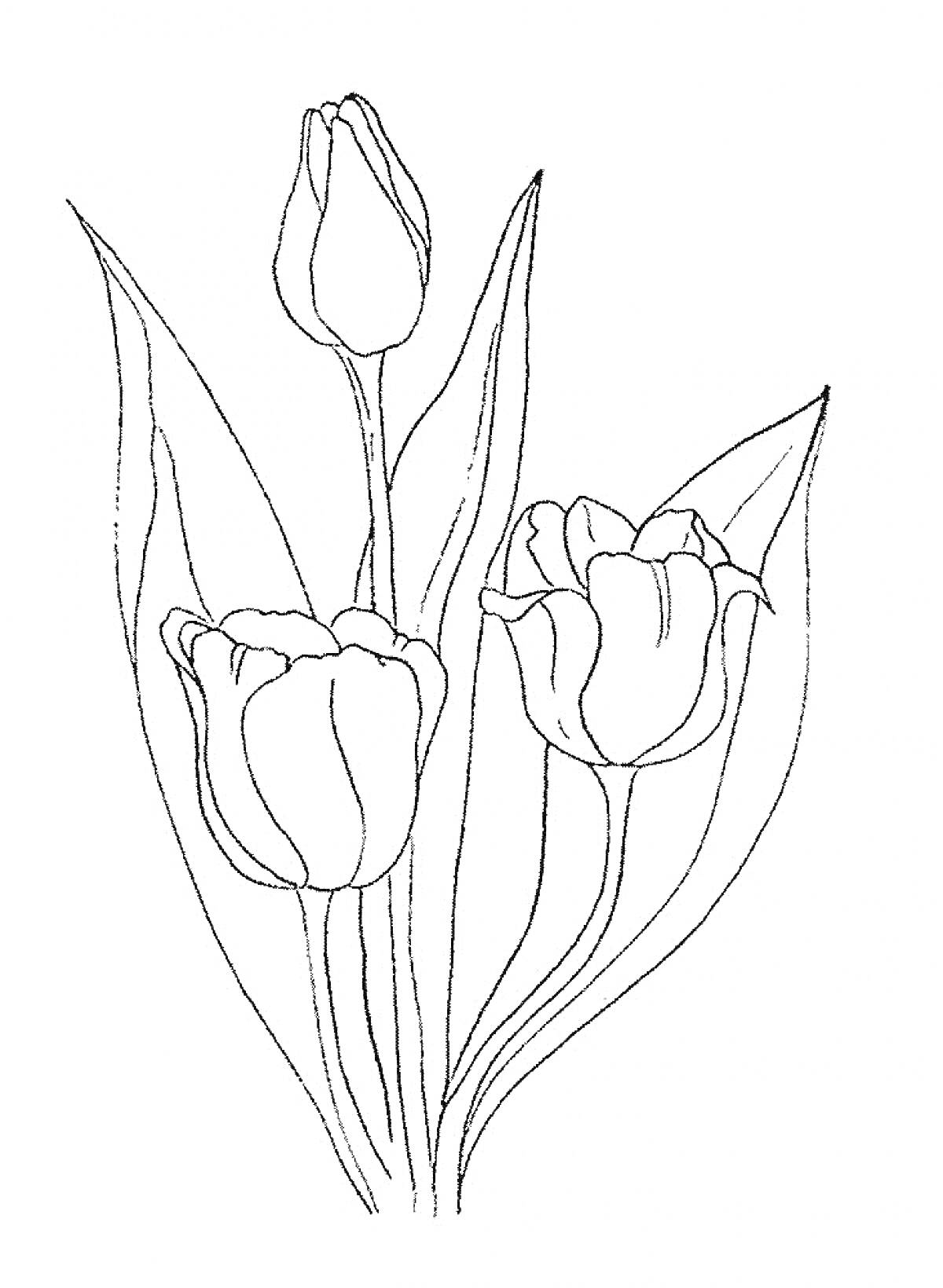 На раскраске изображено: Тюльпаны, Цветы, Листья, Природа, Ботаника, Для детей, Контурные рисунки