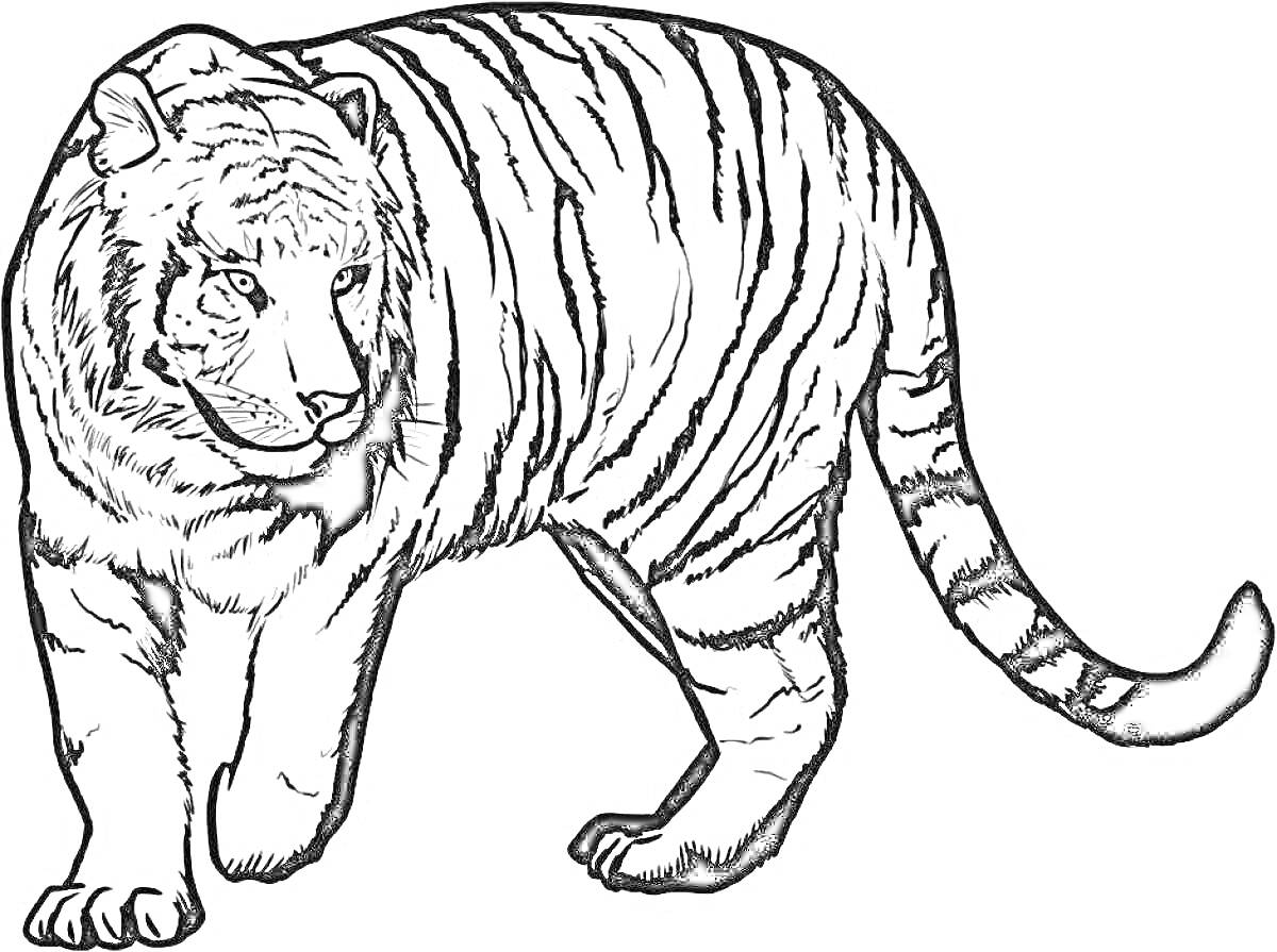 Раскраска Тигр бенгальский, стоящий в профиль, с полосками на теле и хвосте