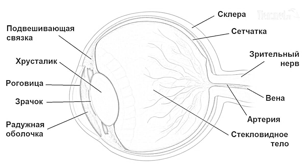 Раскраска Полное строение глаза: Зрачок, Роговица, Хрусталик, Подвешивающая связка, Радужная оболочка, Склера, Сетчатка, Зрительный нерв, Вена, Артерия, Стекловидное тело