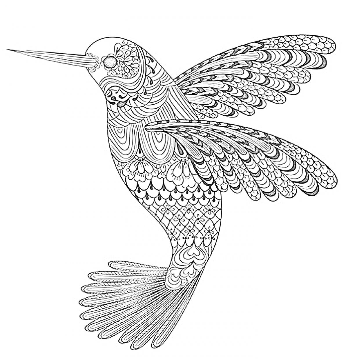 Раскраска Колибри с узорами на крыльях, теле и хвосте