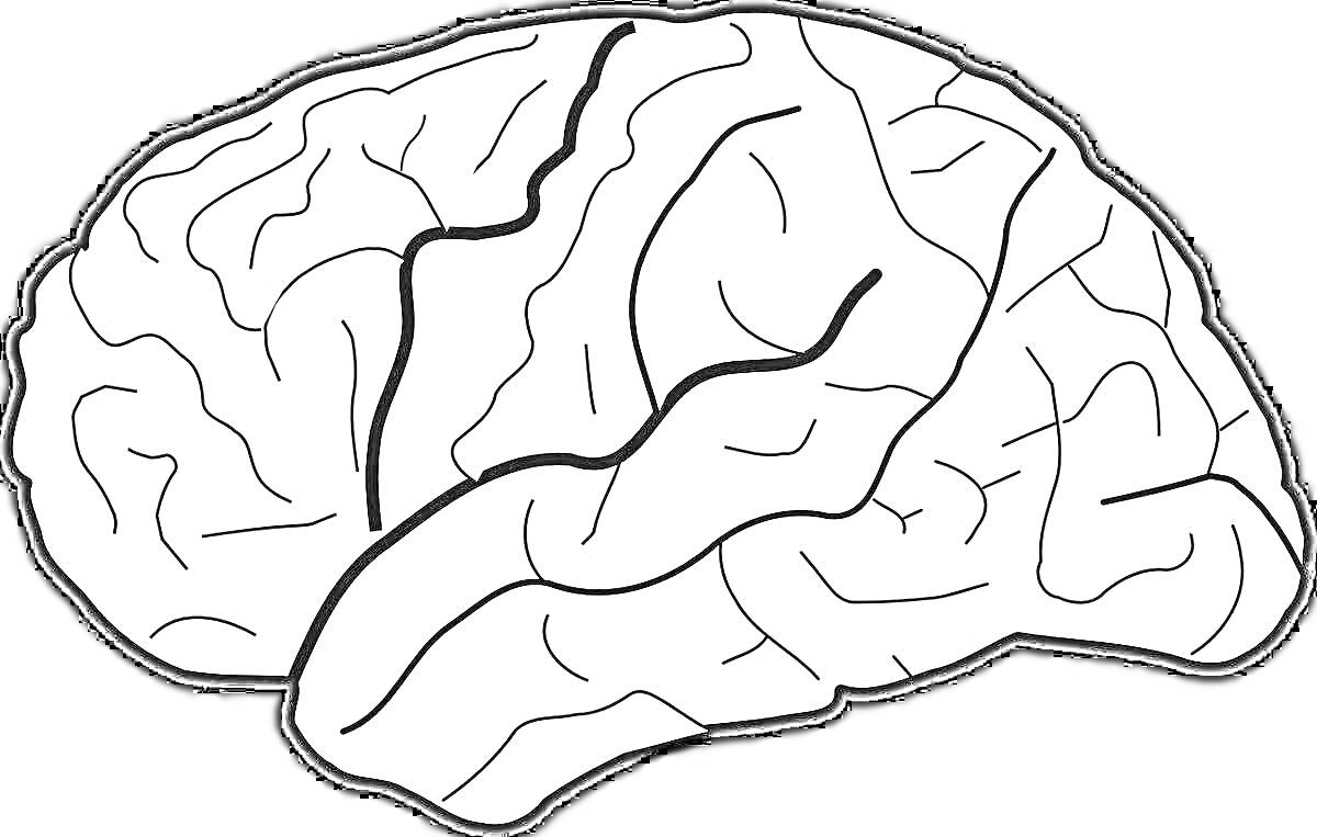 Раскраска Головной мозг с извилинами и бороздами