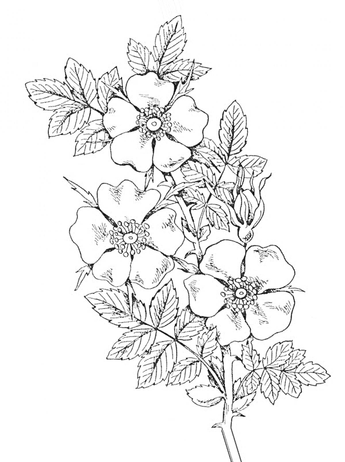Раскраска Ветвь шиповника с цветами и листьями