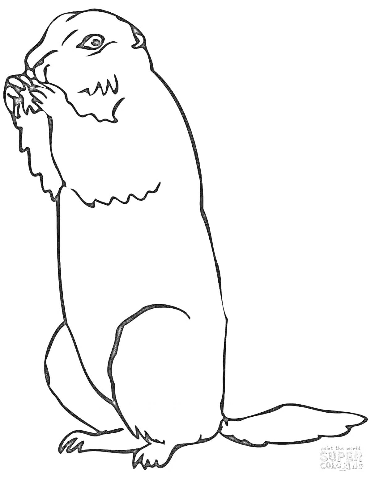 Раскраска Суслик крапчатый стоит на задних лапах