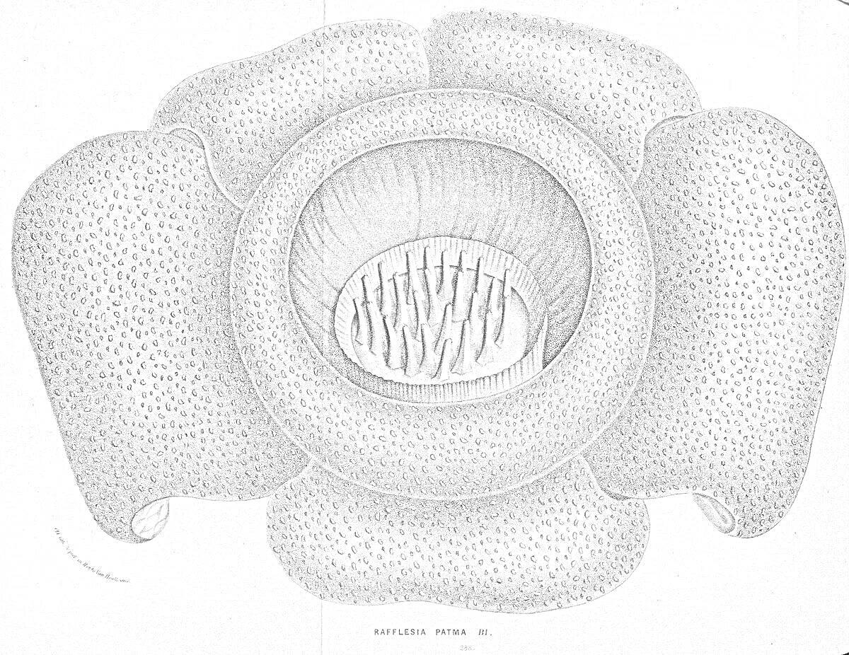 Раскраска Рисунок раскраска с изображением цветка Раффлезии Арнольда с крупными лепестками и центральной чашей