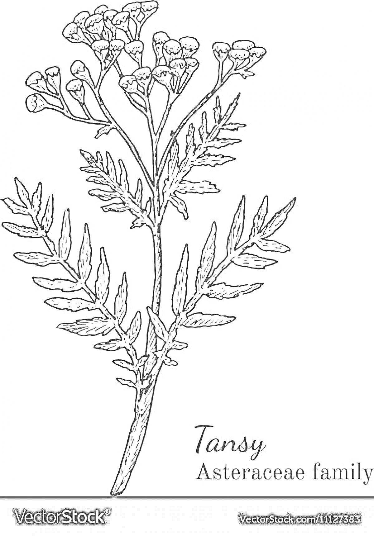 Раскраска Тысячелистник (Tansy) из семейства Сложноцветные (Asteraceae family)