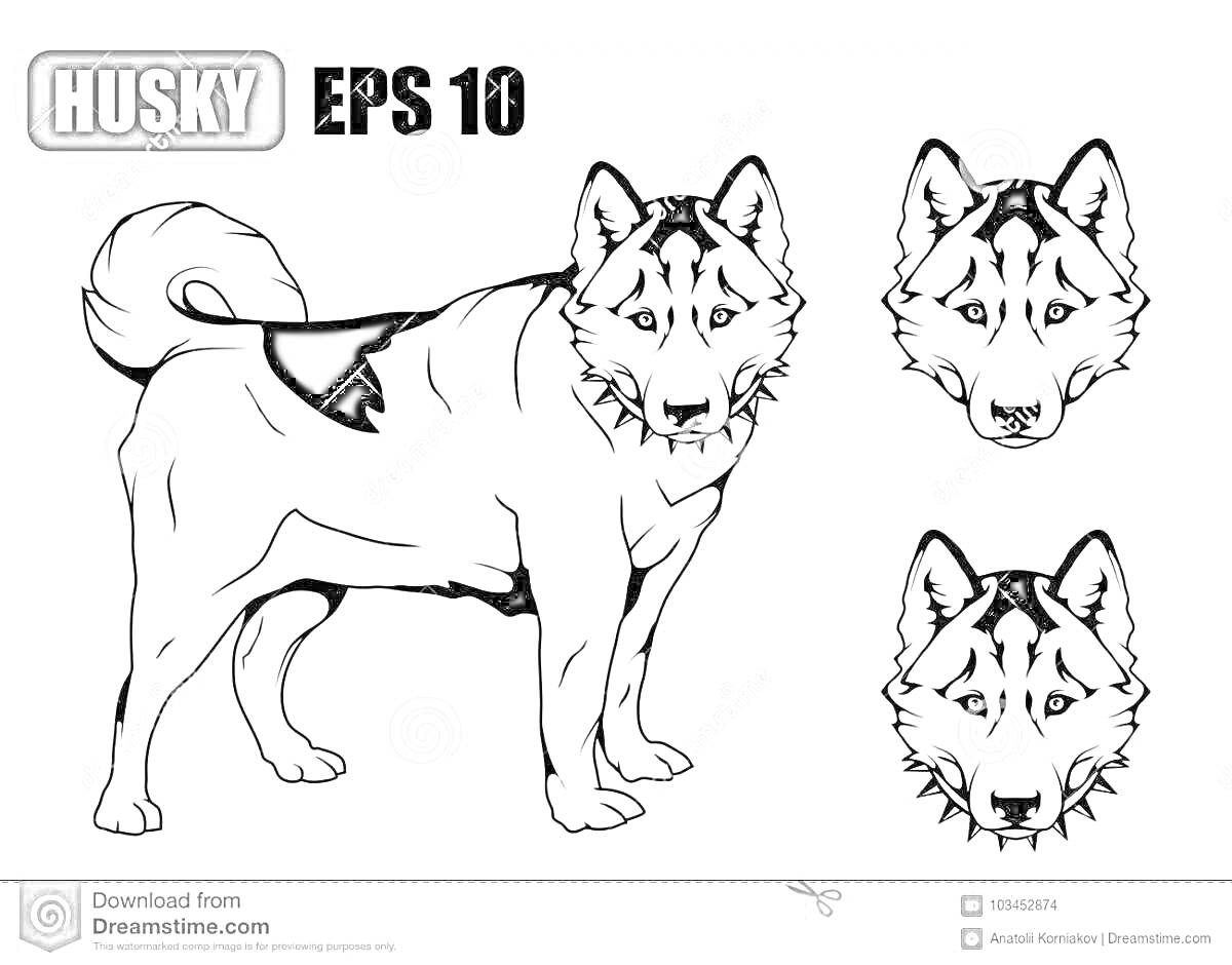 Раскраска Раскраска с обводкой хаски агути, включающая изображение всей собаки и два портрета морды