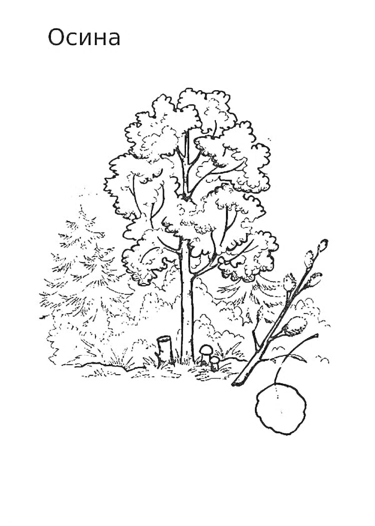 На раскраске изображено: Осина, Природа, Лес, Листья, Грибы
