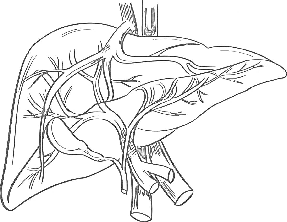 Печень с сосудами и протоками