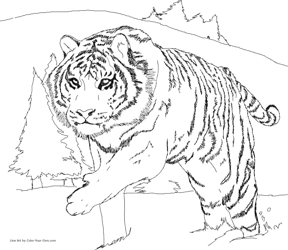 На раскраске изображено: Тигр, Малышам, Лес, Поляна, Елки, Горы, Дикая природа, Животные