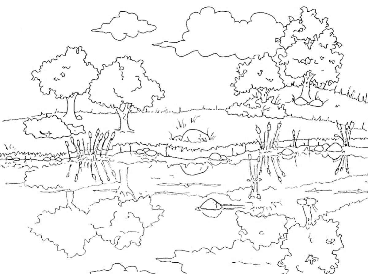 Раскраска Озеро в лесу с деревьями, травой, камышами и облаками