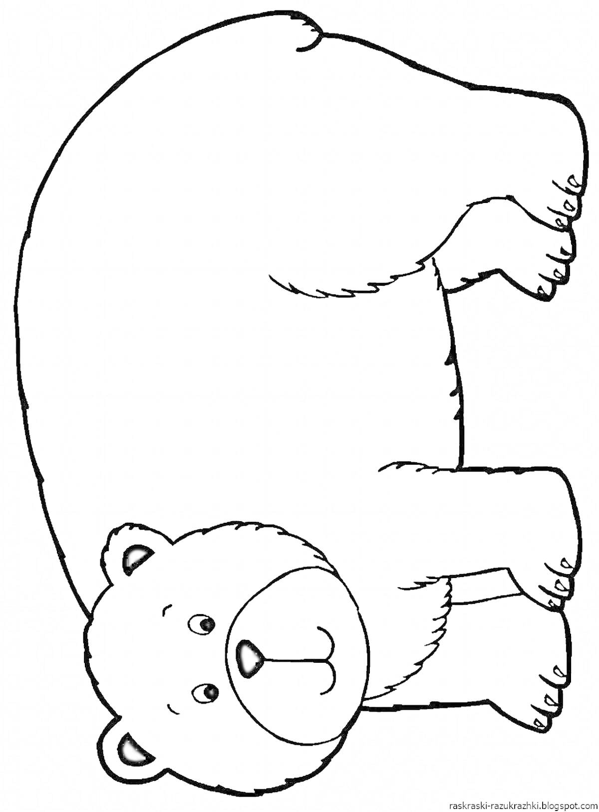 Раскраска Медведь стоящий на четырёх лапах с улыбающимся лицом