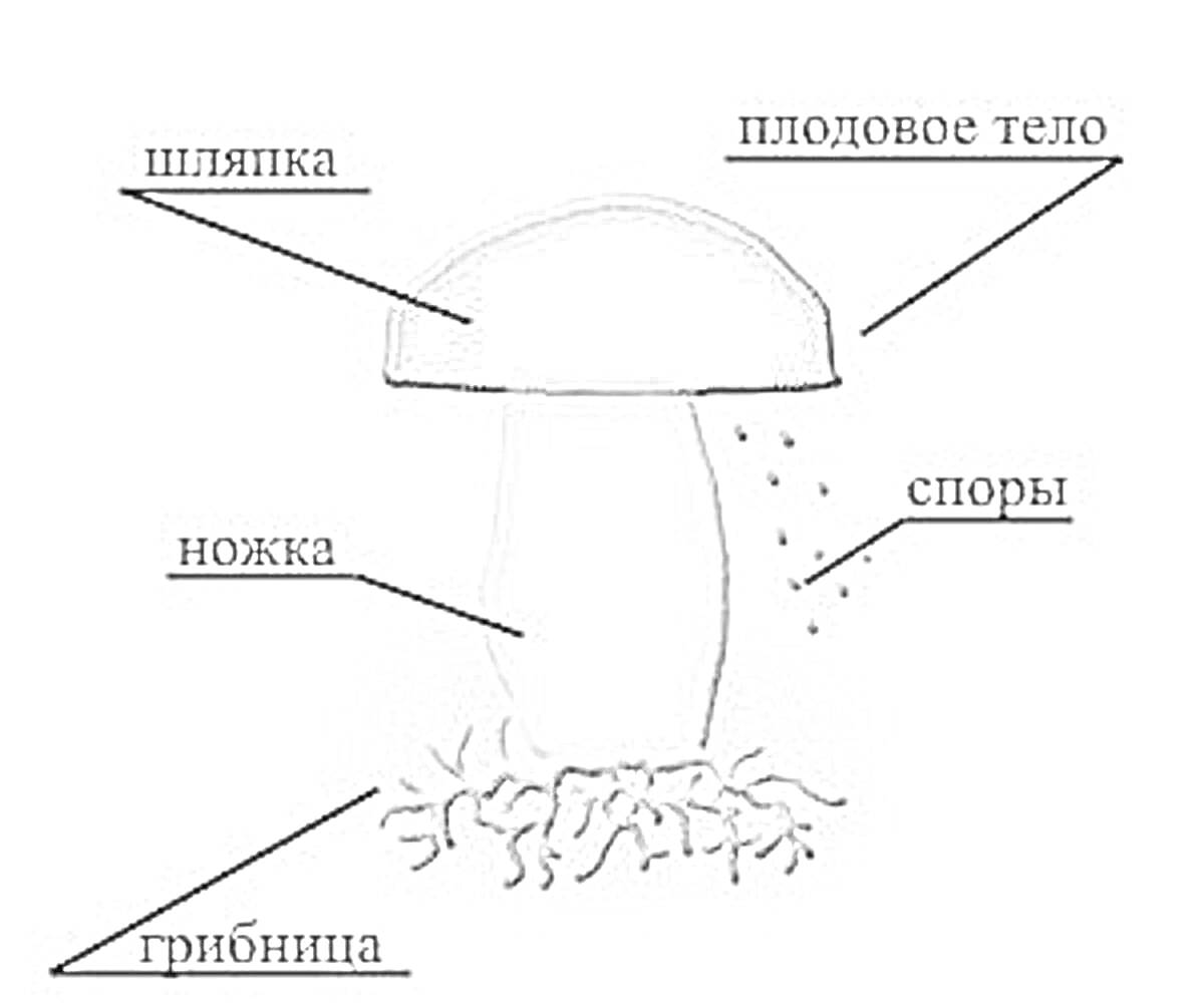 строение гриба (шляпка, плодовое тело, ножка, споры, грибница)