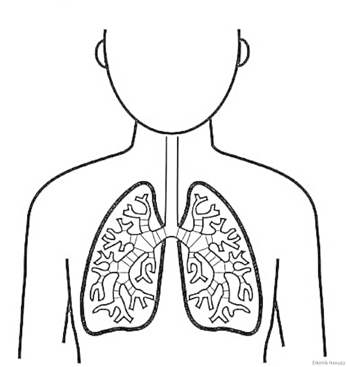 Раскраска Человек с изображением дыхательной системы, включающей трахеи и легкие с бронхами