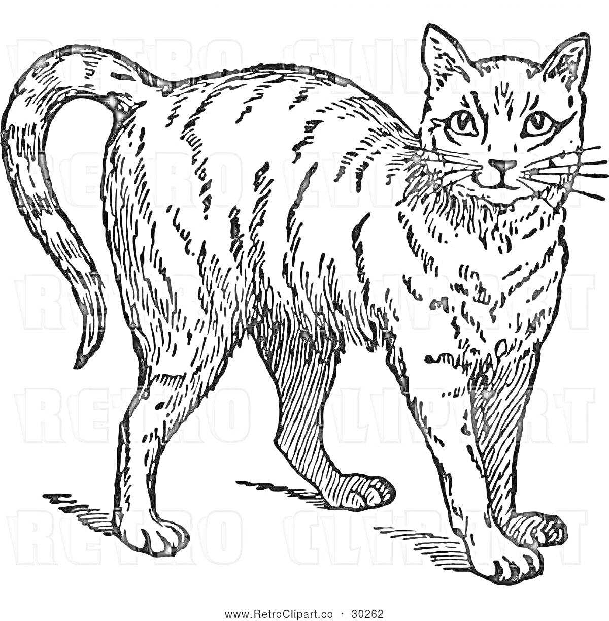 Раскраска Камышовый кот стоит, рисунок черно-белый