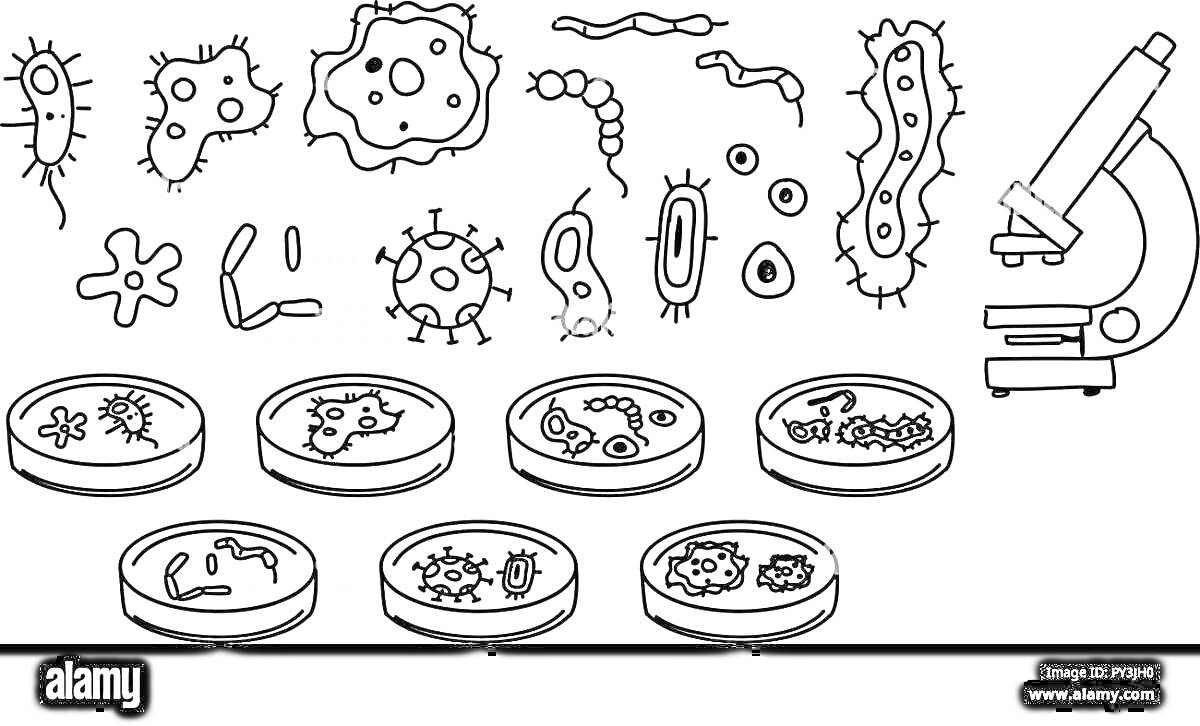 Раскраска Бактерии разных форм, среда обитания в чашках Петри, микроскоп