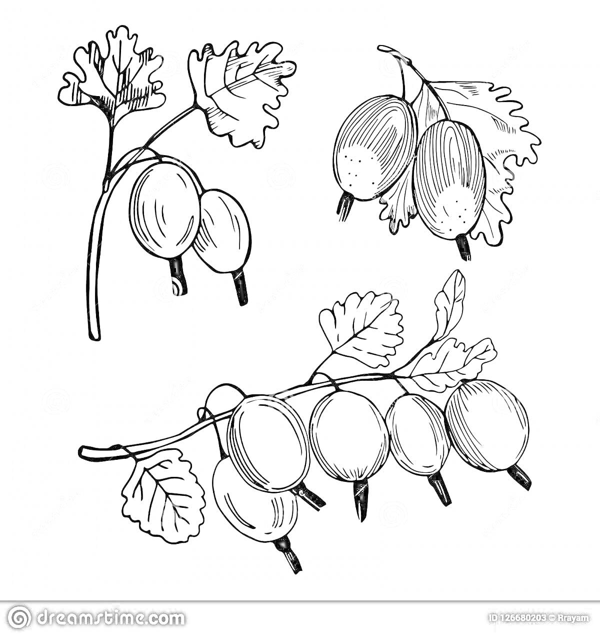 Раскраска Веточки с ярко выраженными плодами крыжовника и листьев - три рисунка