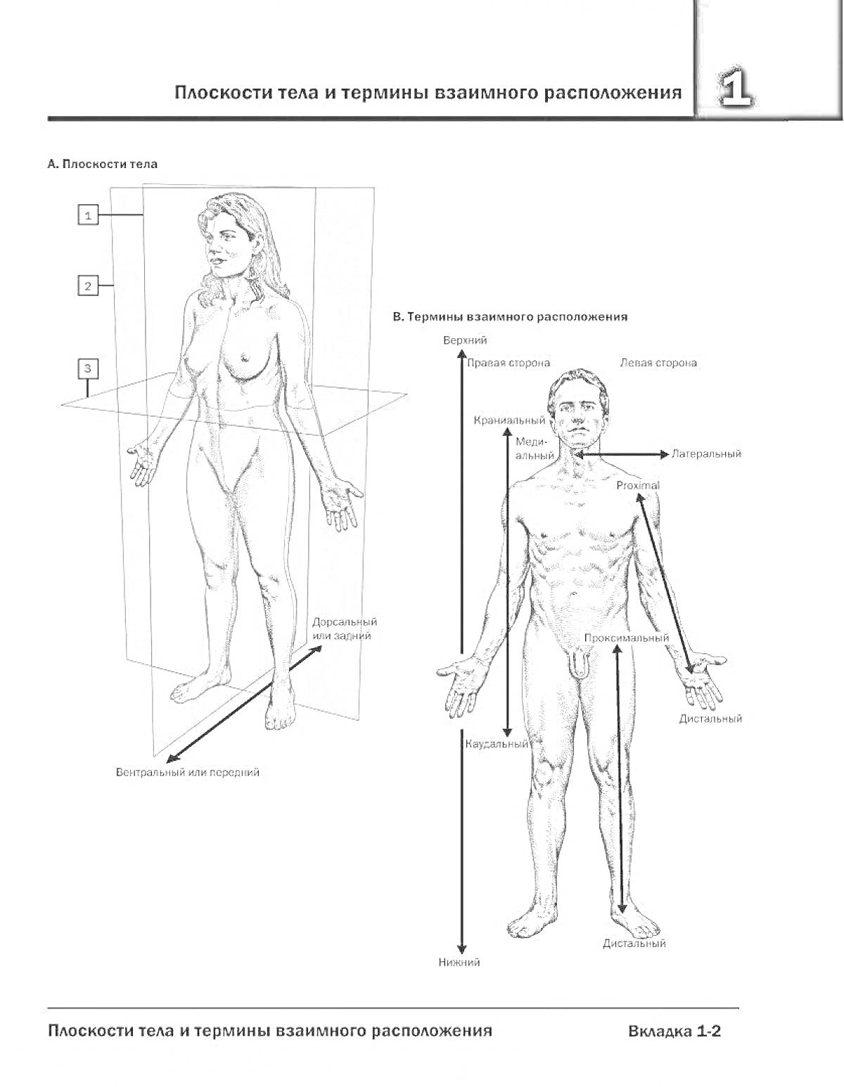 Раскраска Плоскости тела и термины взаимного расположения. Вид спереди и сбоку с указанием фронтальной, сагиттальной и поперечной плоскостей, а также терминов: передний, задний, медиальный, латеральный, проксимальный, дистальный.