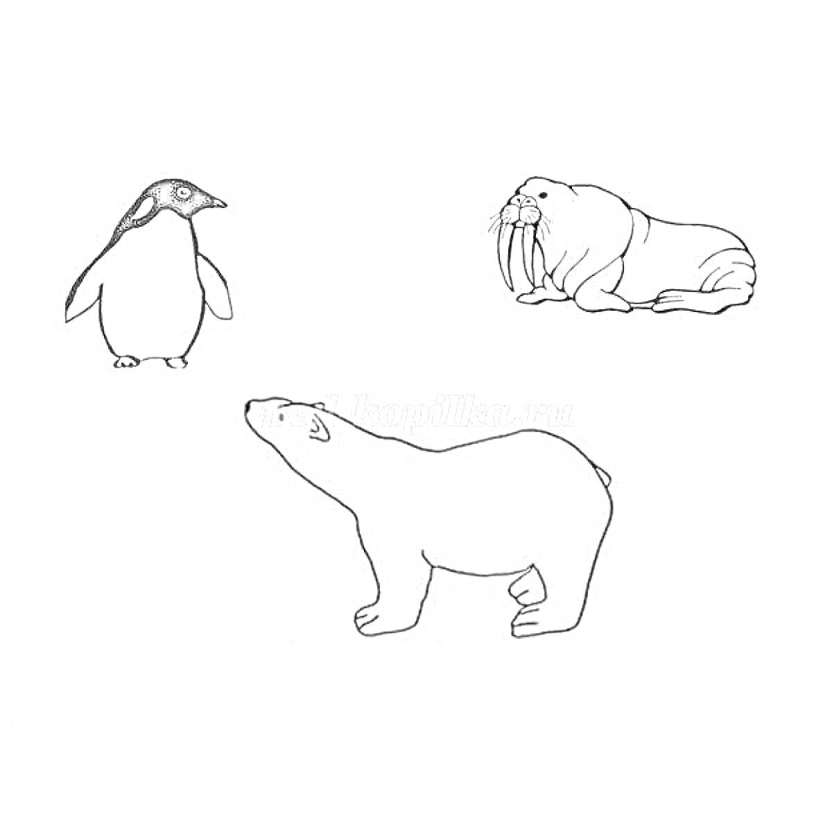 На раскраске изображено: Животные севера, Подготовительная группа, Пингвин, Белый медведь, Морж, Раскрашивание