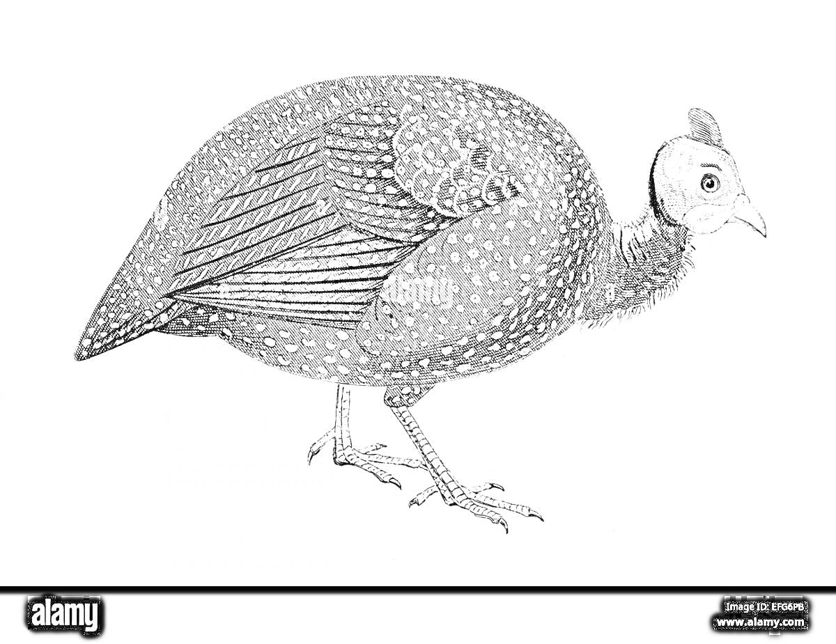 Раскраска Цесарка, вид сбоку, рисунок с точками и штрихами